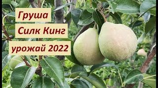 Груша Силк Кинг урожай 2022