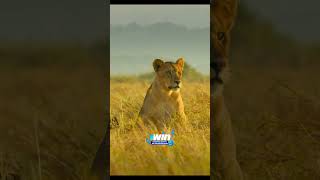 Львица отвергла самца #звери #animals #животные