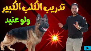 كيفيه تدريب كلب كبير مبيفهمش