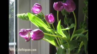 Dạ Khúc - Nhạc và lời Quốc Bảo - Trình bày Hoàng Lê Vi