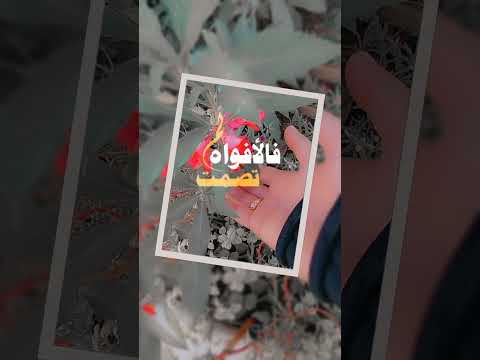 سأفعل كل ما اريد