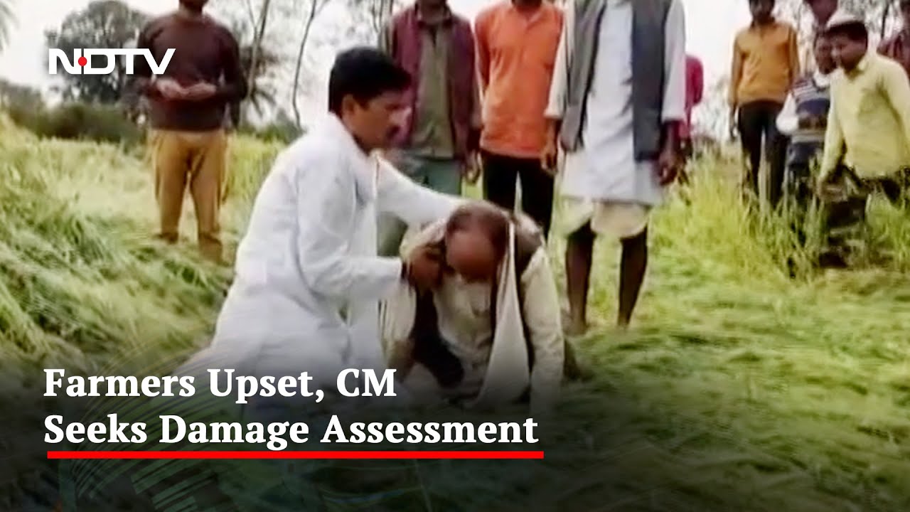 Rain Destroys Crops In Several Districts Of Madhya Pradesh - YouTube