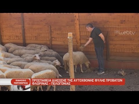 Βίντεο: Πολέμησαν οι αυτόχθονες φυλές;