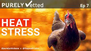 How to Keep Chickens Cool in Summer- Purely Chickens & The Poultry Doc Explain