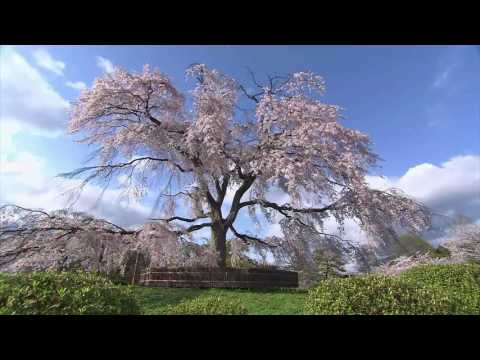 古今和歌集 / The Kokinshû. Spring Poems. Part II, 96 / Весенние песни. Сувий 2 (KKS II, 96)
