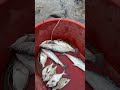 Me sorprende una sierra en el estero