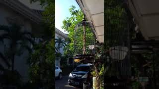 Download Lagu Rambatan Doraemon MP3