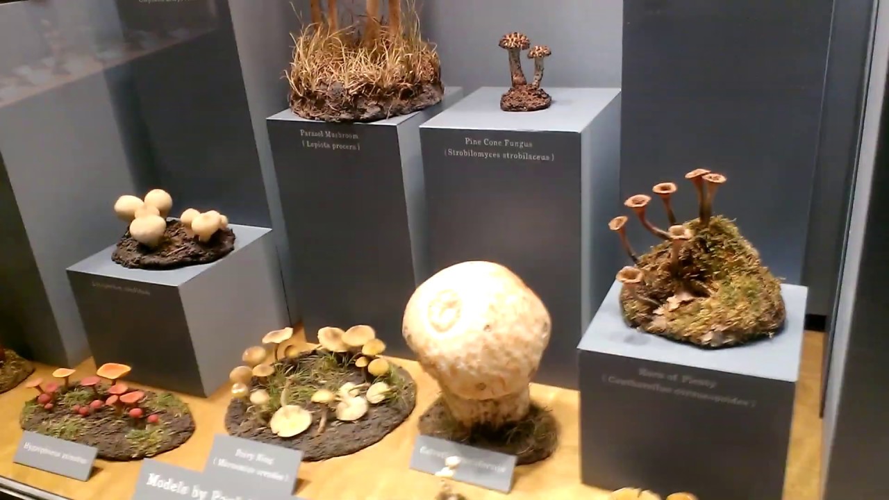 Grandfather Mountain Nature Museum YouTube