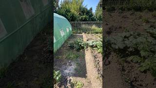 Vom Balkon Bis Zum Garten Grün In Allen Schatten Der Klang Des Frühlings Im Zusammenspiel Mit ...