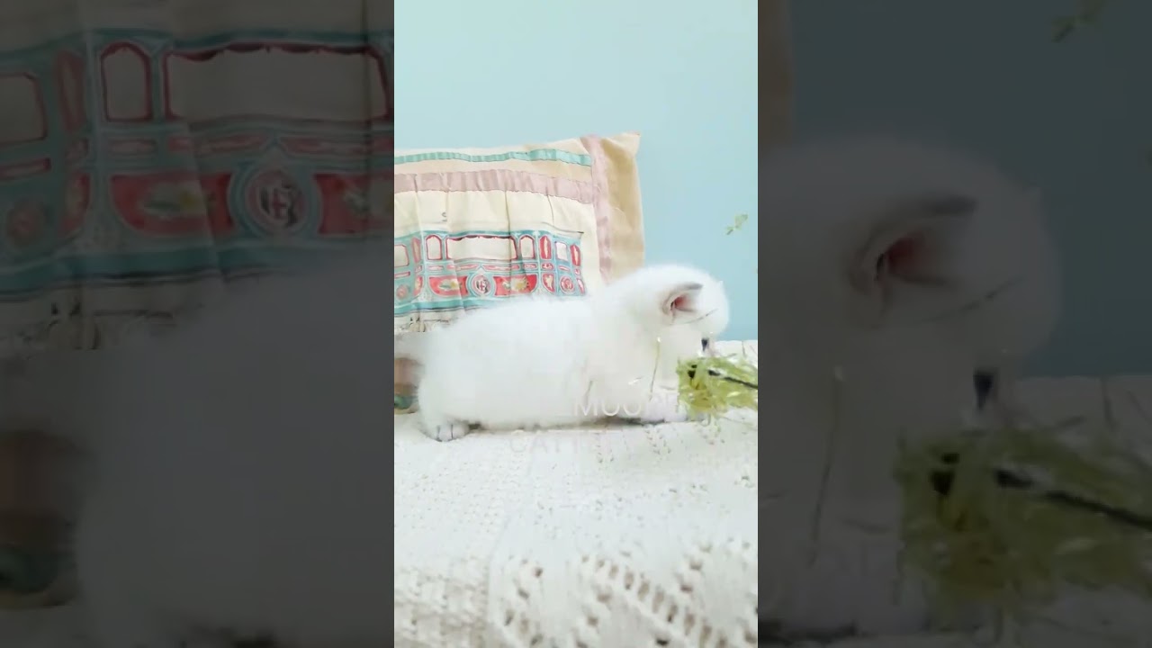 Sebastian Stan RoyalMoore