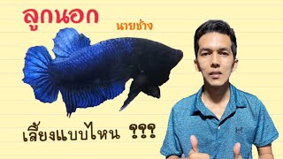 เทคนิค การเลี้ยงปลากัดลูกนอก สูตรอินโด #How to raise betta fish