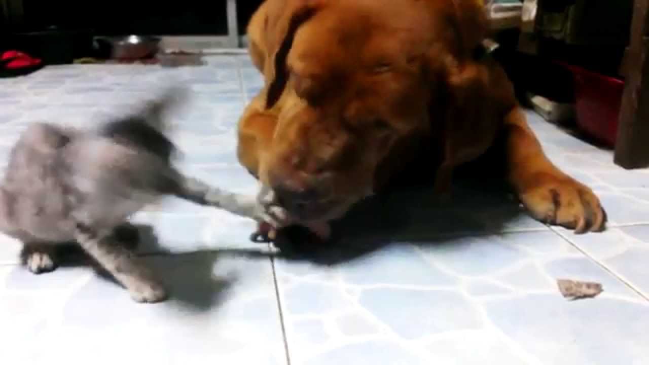 แมวน้อยถีบหมาใหญ่ Cat Kick Dog YouTube