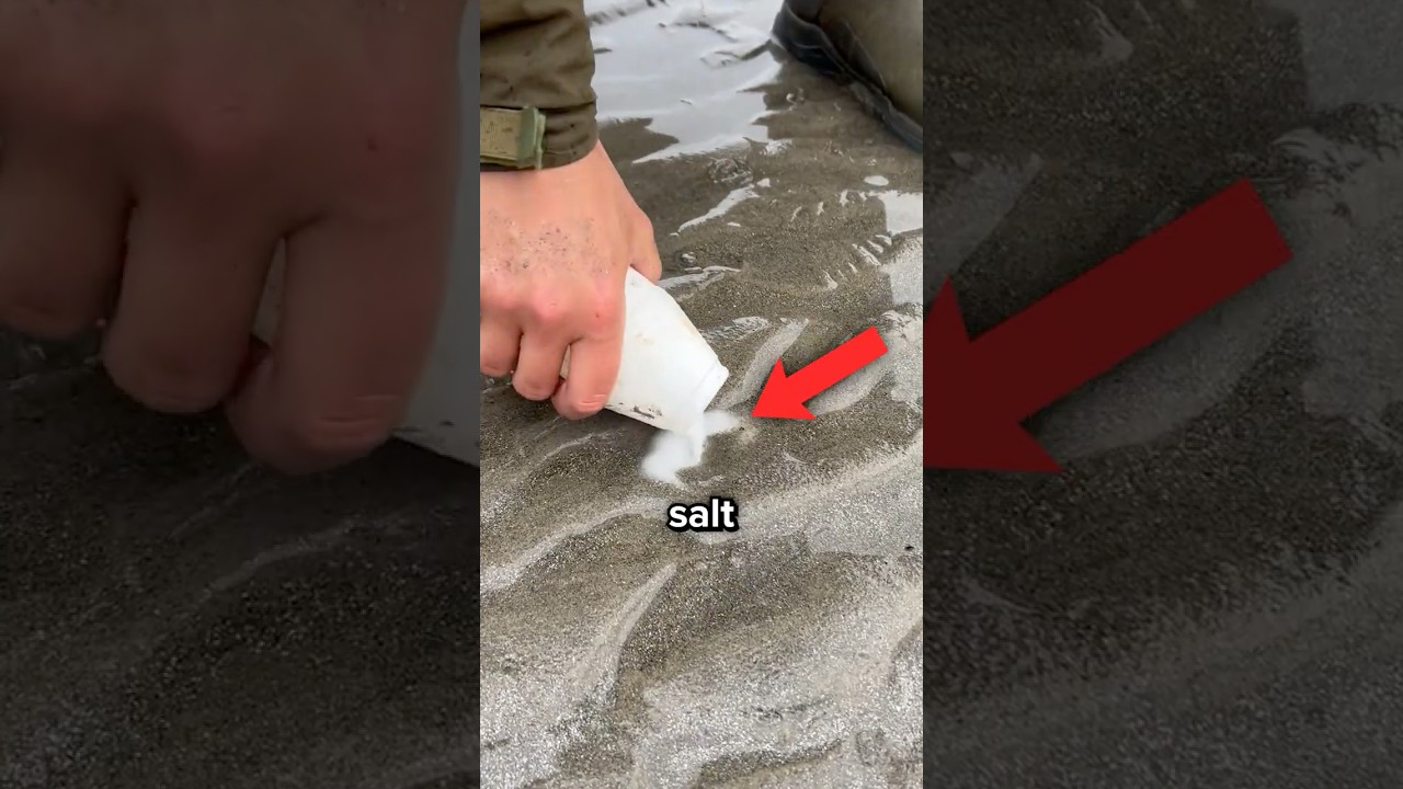 These Creatures Are Hiding Under Every Beach