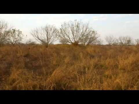 South Texas Wild Quail Hunting 