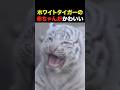 ホワイトタイガーの赤ちゃんが反則級にかわいい