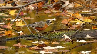 Fall nature 5/6 - One hour of Canada's beautiful autumn foliage and wildlife in 4K