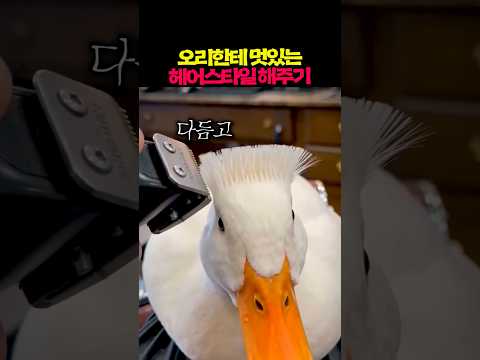 오리한테 멋있는 헤어스타일 해주기 ㅋㅋㅋ