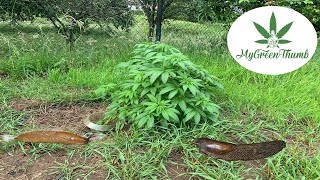 Umgefallen! 350L Living Soil OG Kush Outdoor gekippt und von Schnecken gefressen