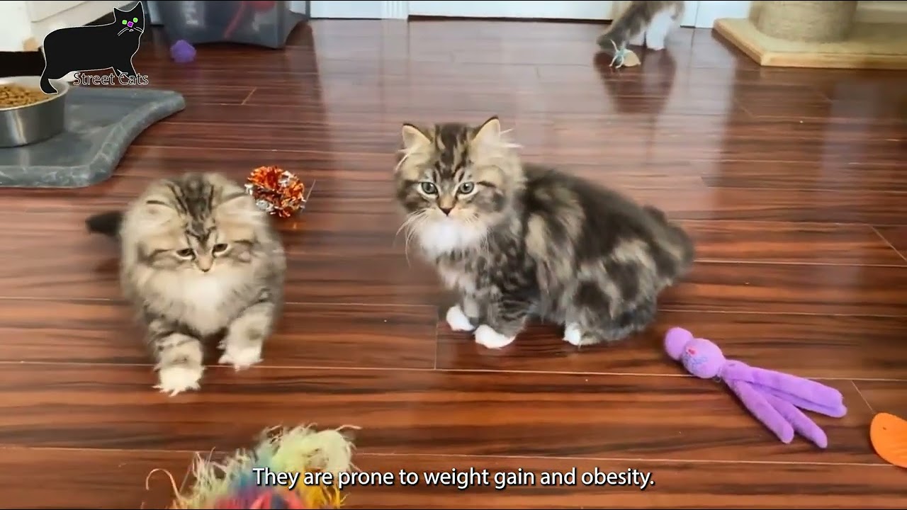 Ragamuffin: The Plushest Cat You’ll Ever Meet