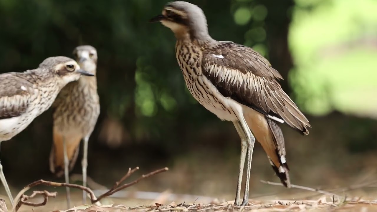 Bush Stone-Curlews in Brisbane City Botanic Gardens, Sep 2025