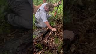 Couple Rescues Hound Stuck Inside Dead Tree - 1353287