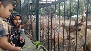 Kasih makan Rusa || Taman Rusa gedung Negara Kota Cirebon