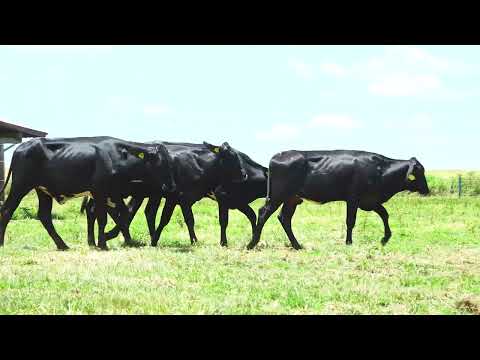 LOTE 67 672 914 947 860