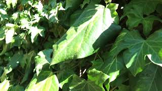 Hedera helix 'Goldheart' břečťan popínavý