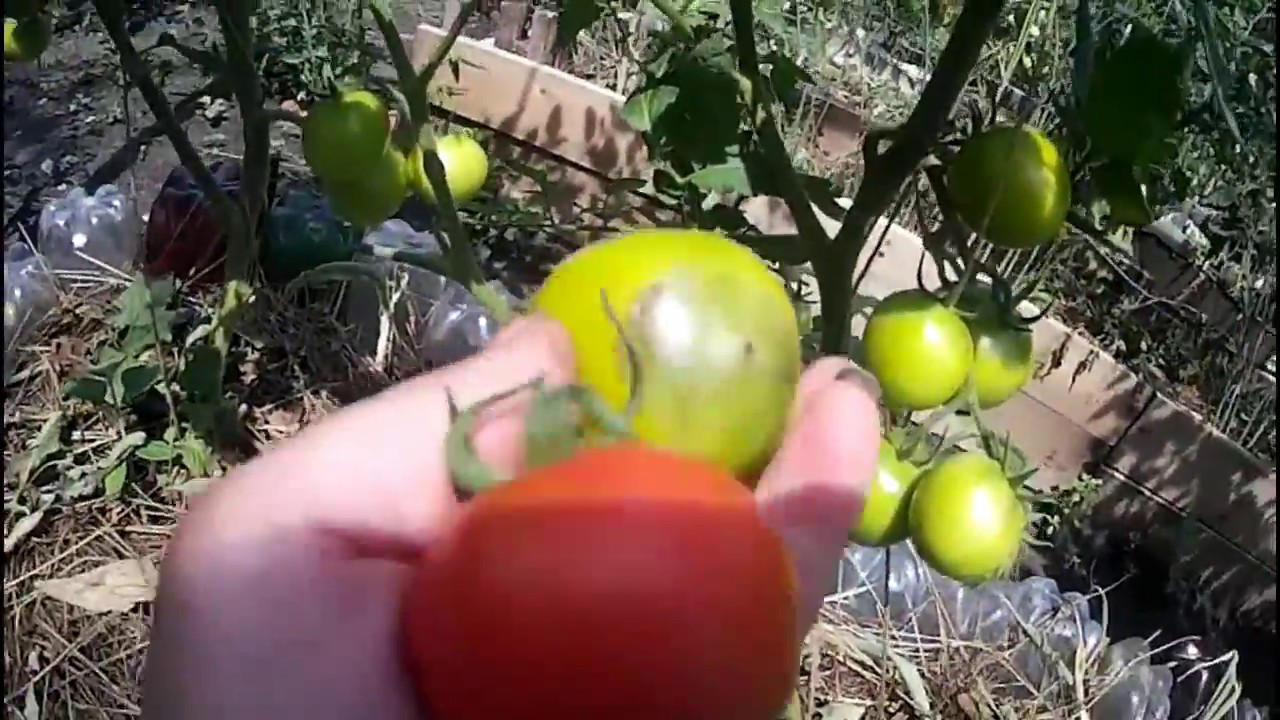 Как бороться с вершинной гнилью? Подскажите! How to deal with vertex rot? Prompt!