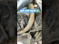 क स मछल क म छ ह त ह यह मच छल क तन अज ब ह Fishing Shots Shorts Machi