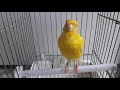 Canari satin  jaune intensif chant chardonneret