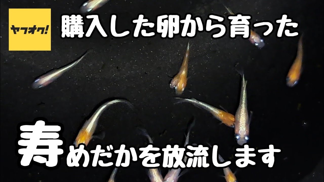 ヤフオクで卵から購入した極上の寿めだかをミックスへ【メダカ】 - YouTube