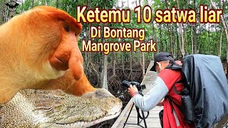 Aneka ragam satwa liar di hutan mangrove