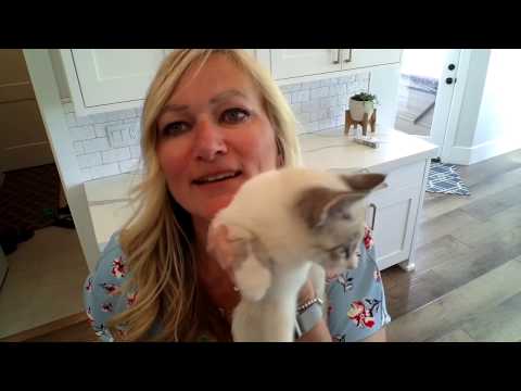 Video: Ringworm bij katten