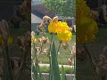 Yellow Bearded Iris
