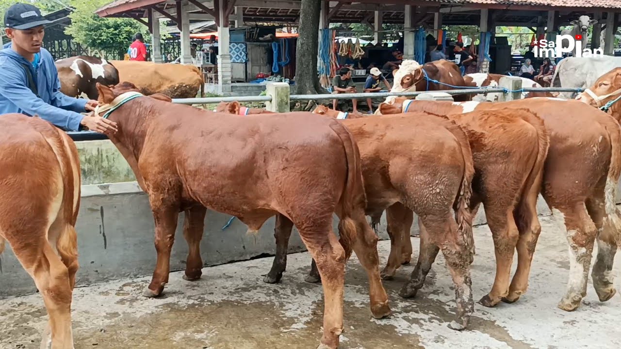 Belanja Terbanyak Selama Puasa !! 8 Ekor Menuju Riza Andi Farm Grabag Magelang !!