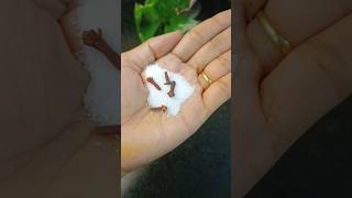 सोमवार के दिन नमक से करें यह उपाय #shorts #new vastu tips #youtube shorts #kitchen tips #mtb