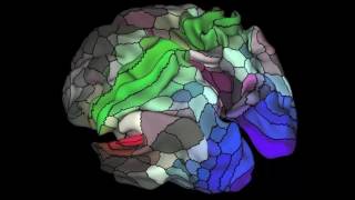 Updated Brain Map Identifies Nearly 100 New Regions