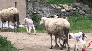 Tokatlı Bilal SÖNMEZ  \