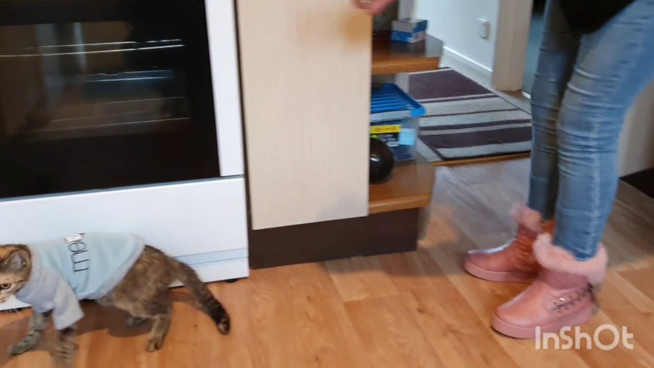 Cat fall over wene wearing clothes. YouTube