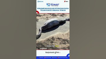 Penampakan Piton Raksasa Telan Kakek 63 Tahun Hingga Tewas, Perut Ular Dibelah Demi Keluarkan Korban