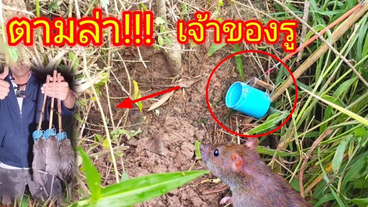 สุดยอด!!!ตัวล่ะโลกับหมายนี้ ดักหนู ใส่ด้วง ดักหนู หมานจัดเข้าดีจริงๆ