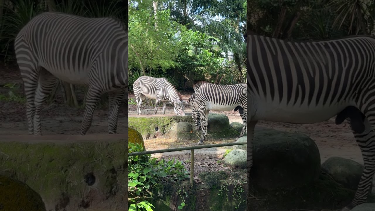 Most Beautiful Stripes! Meeting Grevy's Zebras at Singapore Zoo #animals #sg #wildlife #travelvideo