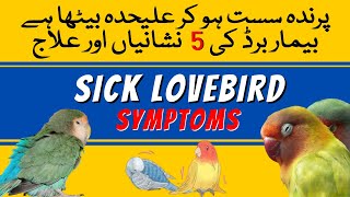 How to Treat Sick Lovebird | Sick Birds Signs and Treatment | Lovebird sust ho jaye to kya kare screenshot 4