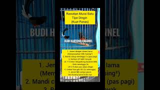 Rawatan Murai Batu Tipe Dingin