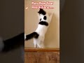 Pets New Year Resolutions #newyearwithpets #newyearresolution #newyear #resolution #petcomedy #cute