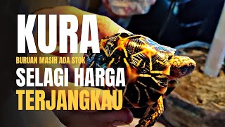 Download Lagu YUK BURUAN LAGI TERJANGKAU BANGET NIH !!! UPDATE HARGA KURA KURA DI JATINEGARA MP3 Download Lagu YUK BURUAN LAGI TERJANGKAU BANGET NIH !!! UPDATE HARGA KURA KURA DI JATINEGARA MP3