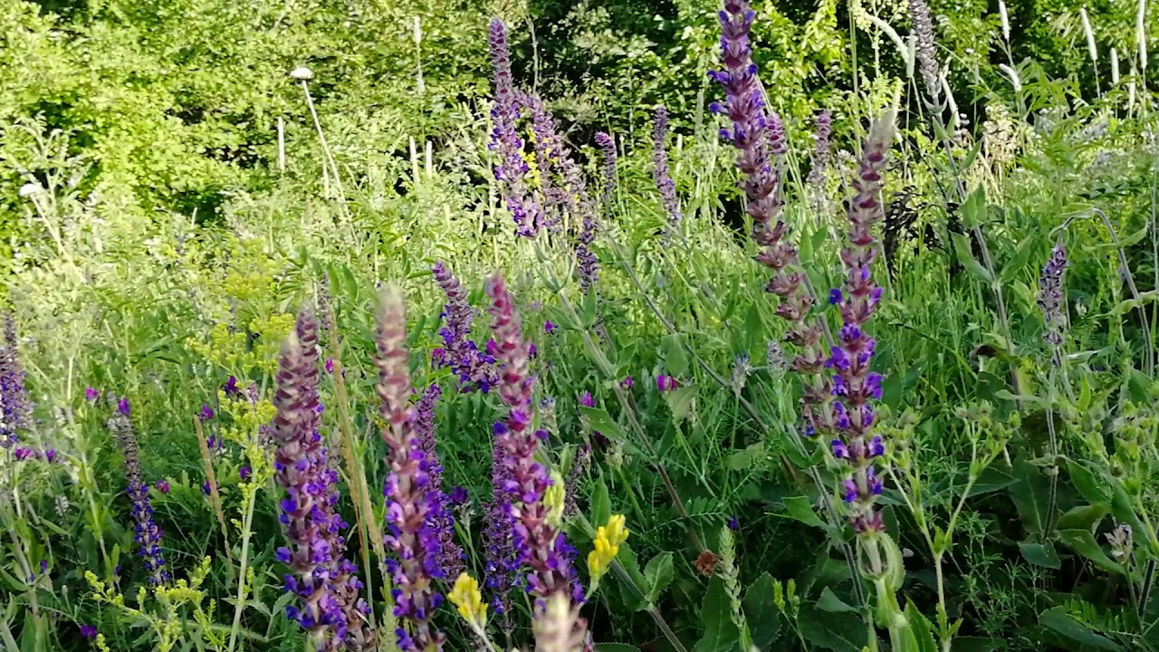 #Магия трав#Шалфей использование в магии Показания к применению - YouTube