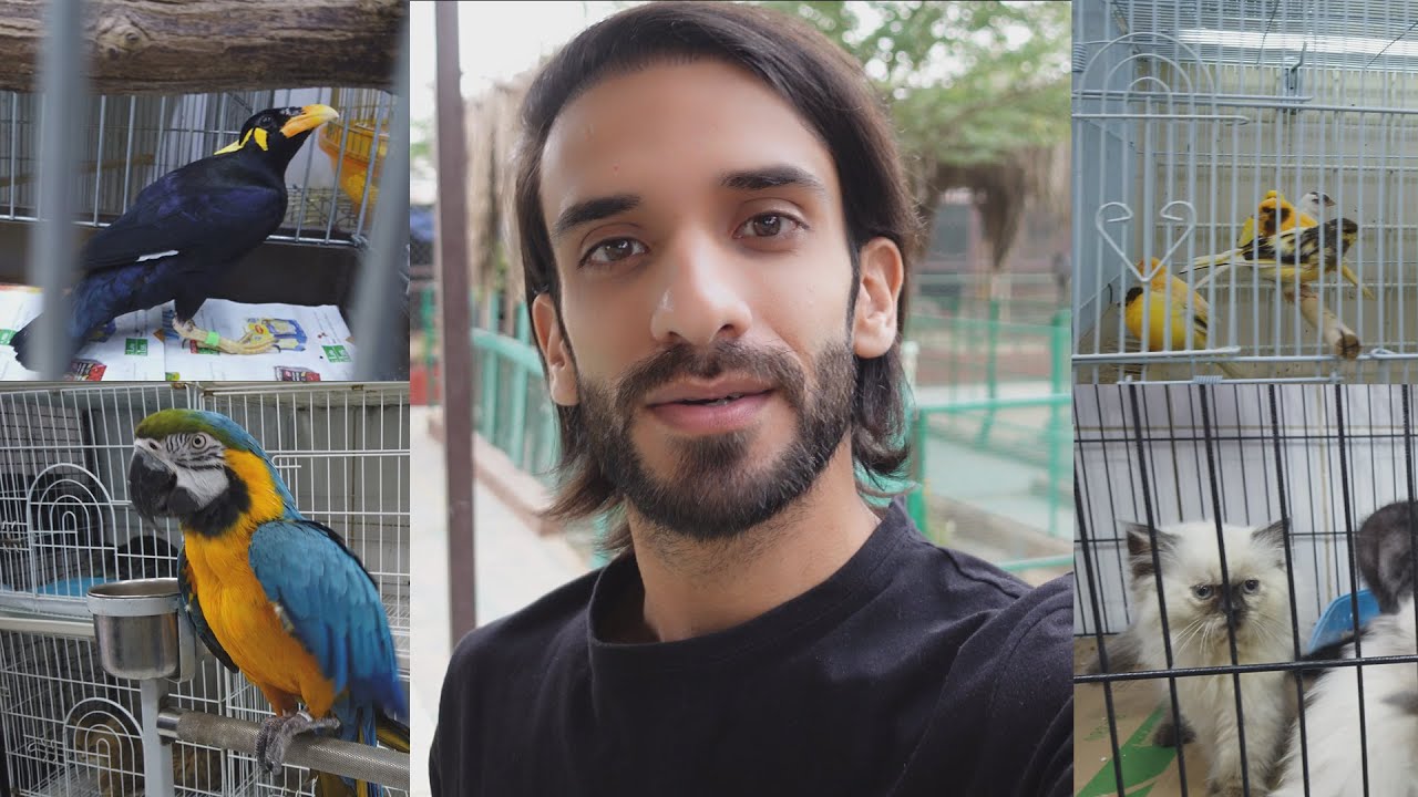 تفصيل اسعار سوق الطيور - الكويت