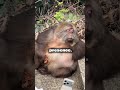 This sweet grandma found her soulmate in the most unexpected way 👵❤️🐒